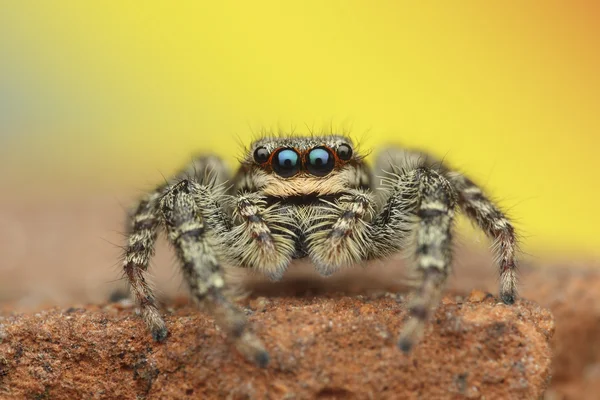 Marpissa muscosa — Stok fotoğraf