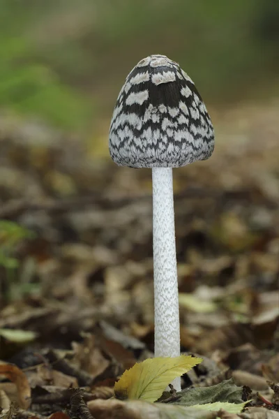 Coprinopsis picacea — 图库照片