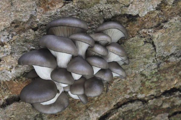 Pleurotus ostreatus Imagens De Bancos De Imagens Sem Royalties