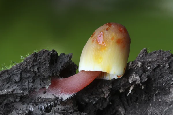 小菇 crocata — 图库照片