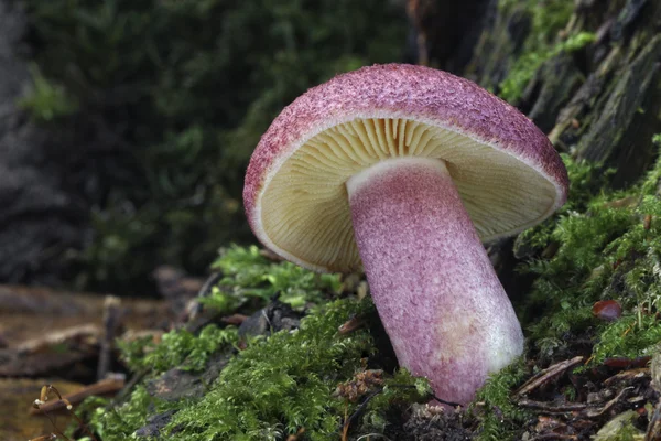 Tricolomopsis rutilans — Fotografia de Stock