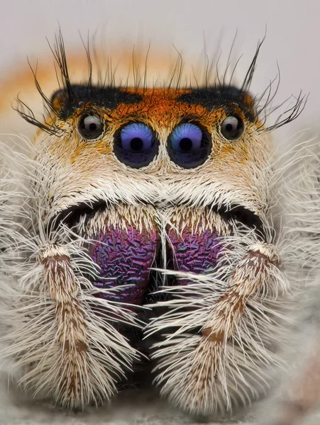 Phidippus regius — Stockfoto