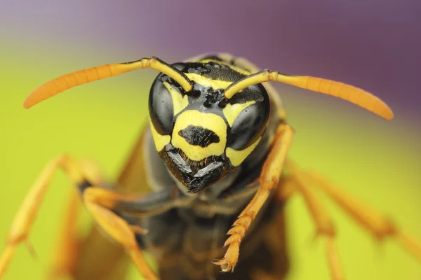 Wasp — Stock Photo, Image