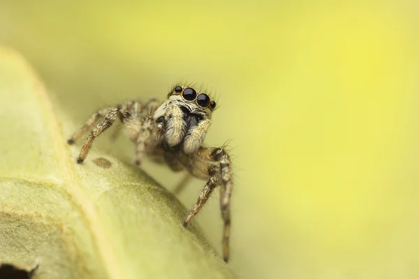 Aranha saltitante — Fotografia de Stock