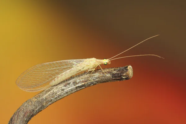 Crisopa carnea — Foto Stock