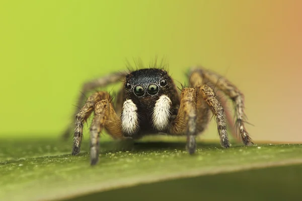 Aziënellus verjaardag — Stockfoto