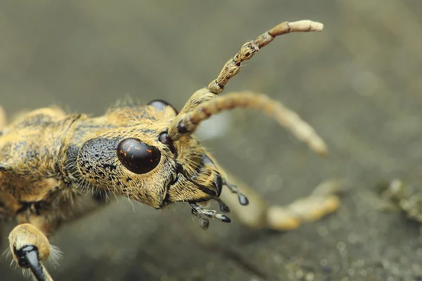 Rhagium sycophanta — Fotografia de Stock