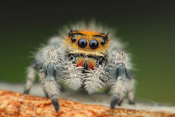 Phidippus regius — Stockfoto