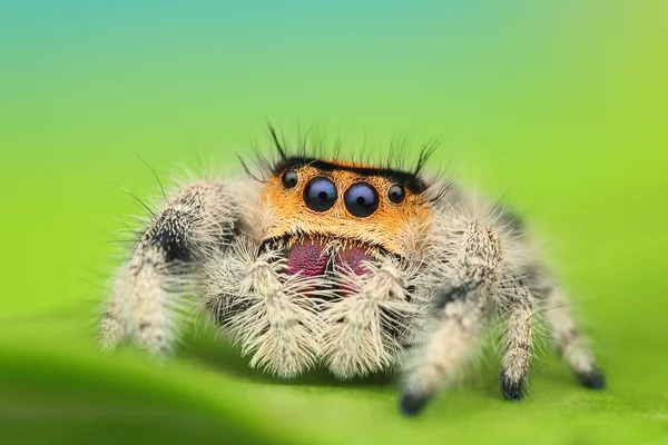 Phidippus 丽君 — 图库照片