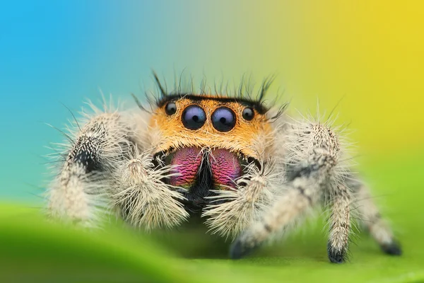 Phidippus regius — Stockfoto