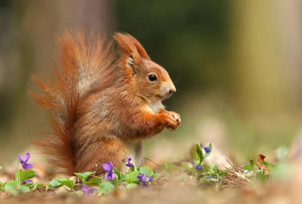 Ekorre i violer — Stockfoto