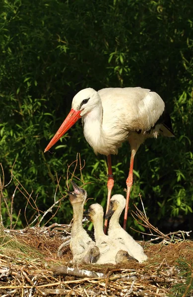 Аистовое гнездо с отцом и детьми — стоковое фото
