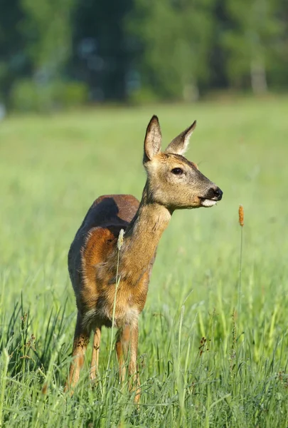 Cute roe deer — Stock Photo, Image