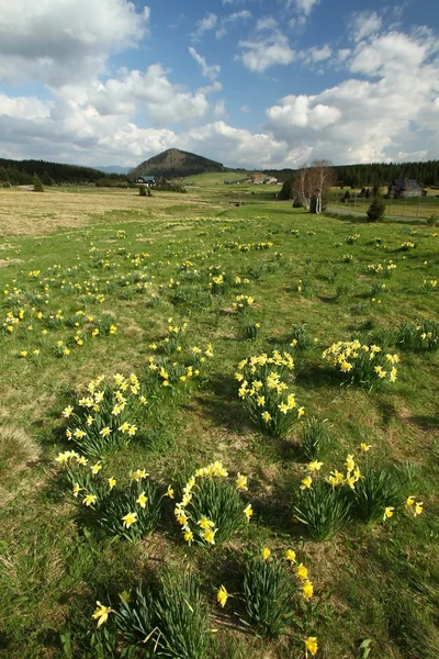 Ängsmark — Stockfoto