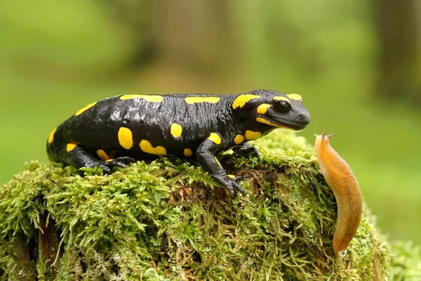 Salamandra con babosa —  Fotos de Stock