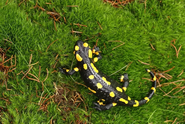 Salamander — Stock Photo, Image