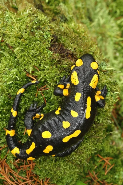Spotty salamander — Stock Photo, Image