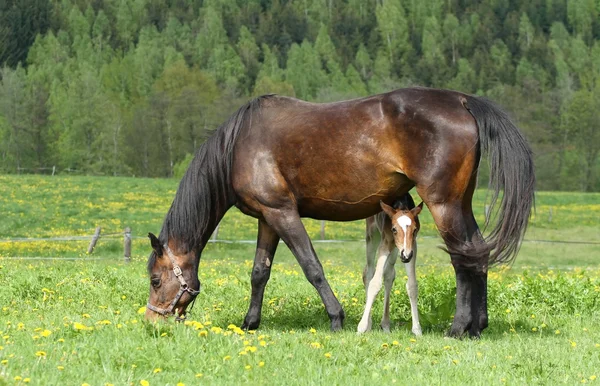 Puledro nascosto — Foto Stock