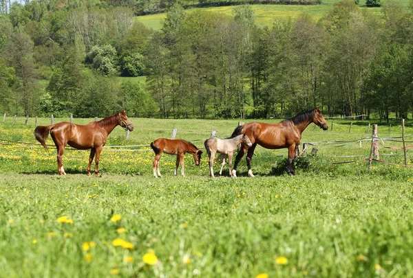 Hästar — Stockfoto