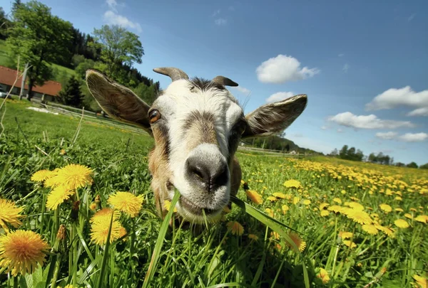 Goat looking — Stock Photo, Image