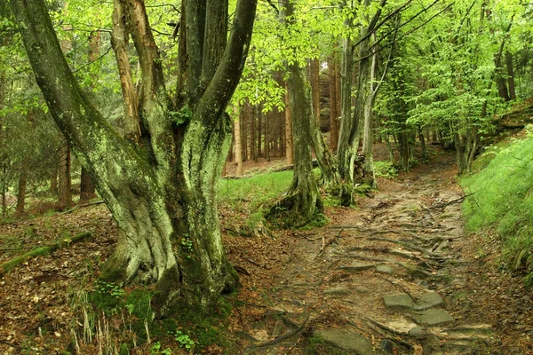 Gruselbaum — Stockfoto