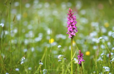 digitalis çayır üzerinde