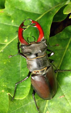 Stag beetle yaprak üzerinde