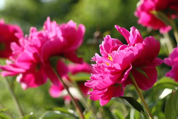 Peonies — Stock Photo, Image