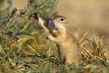 zemin sincap çiçek