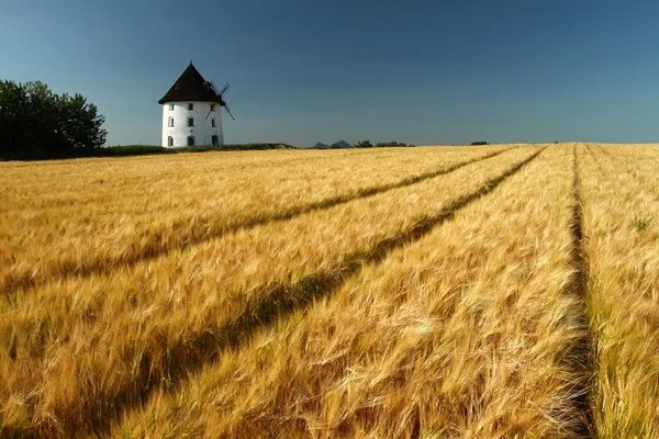 Campo de cebada — Foto de Stock