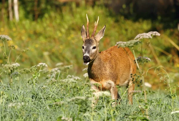 Reeën op de weide — Stockfoto