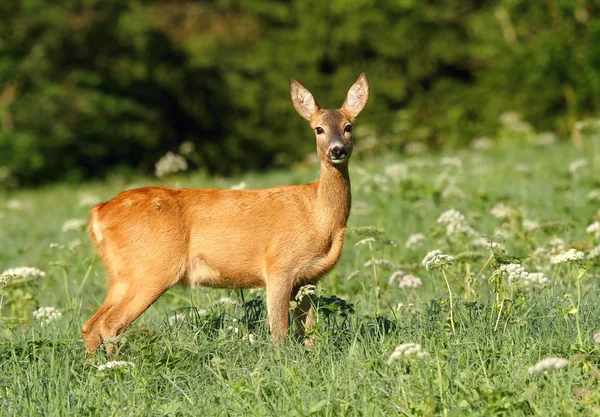 雌の紅鹿 — ストック写真