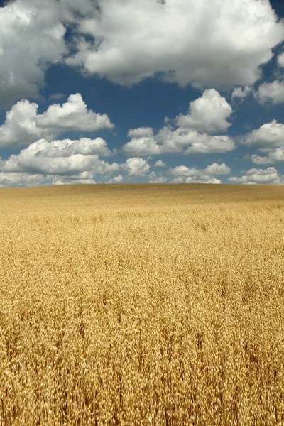 Campo de avena — Foto de Stock