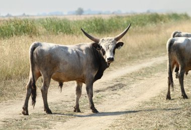 Longhorn sığır