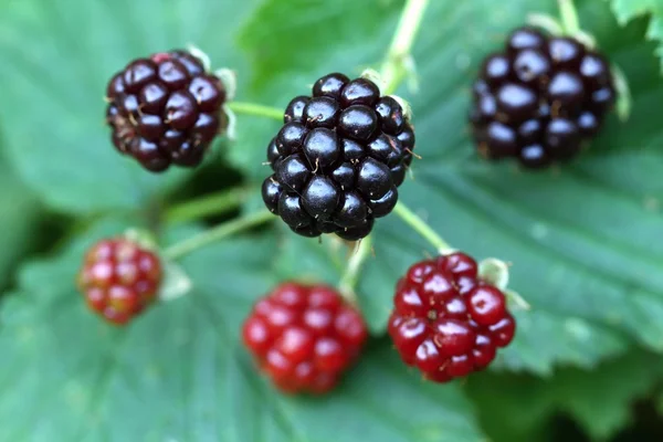 BlackBerry növény — Stock Fotó