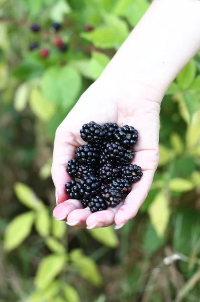 Hand with blackberries — Stock Photo, Image