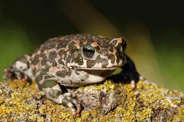 Malinconicamente rospo — Foto Stock