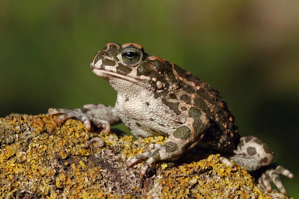 Toad — Stock Photo, Image