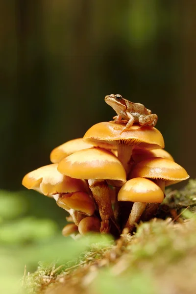 Μανιτάρι και μικρή βάτραχος — Φωτογραφία Αρχείου