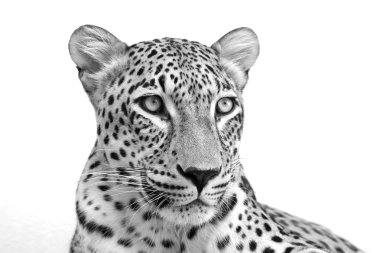 leopar
