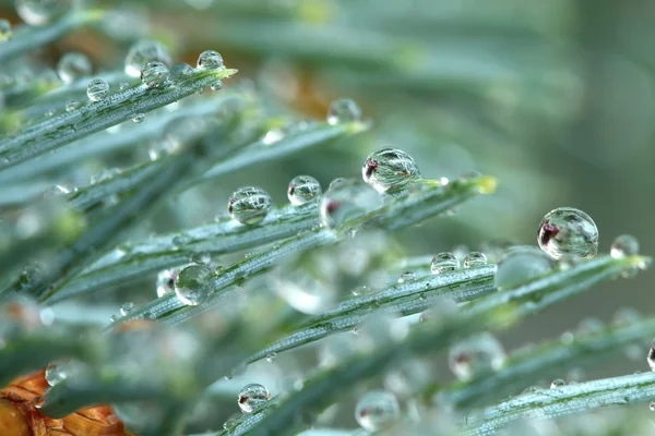 Agujas de lluvia — Foto de Stock