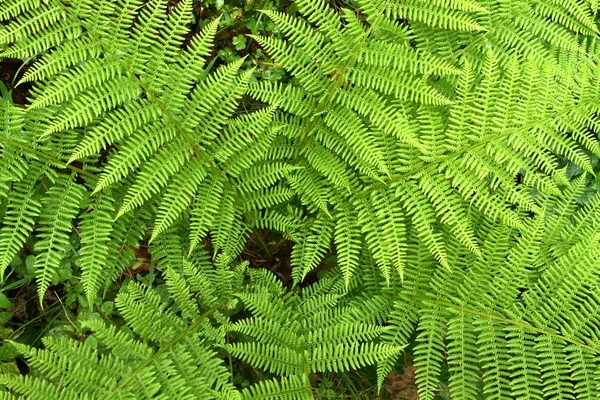 Fern in forest — Stock Photo, Image