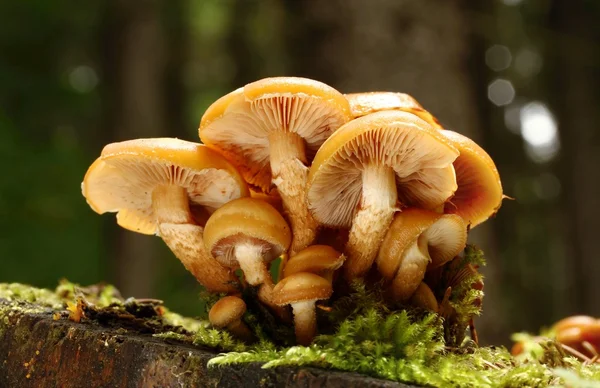 Toadstool — Stock Photo, Image