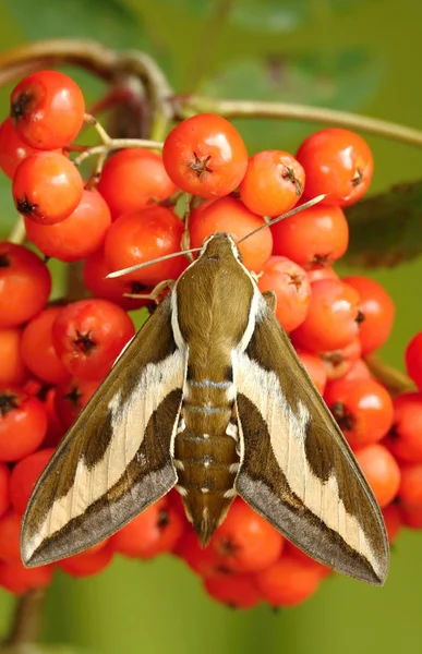 Hawk moth — Stockfoto