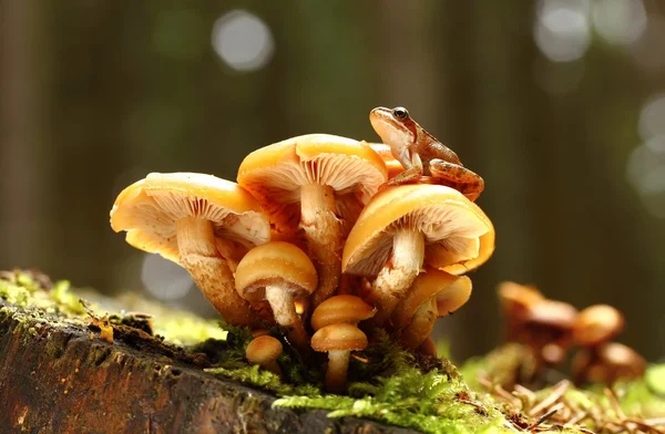 Frog on toadstool — Stock Photo, Image