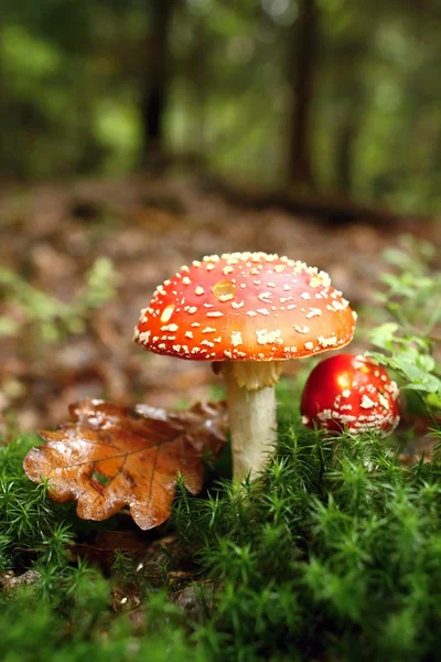 Fly agaric — Stock Photo, Image