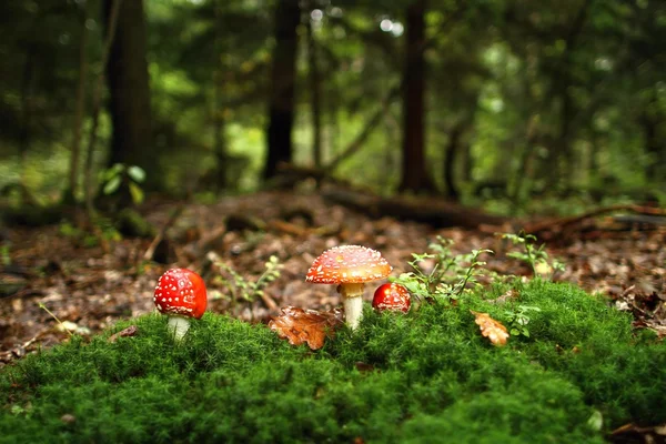 Fly agaric in forest — Stock Photo, Image