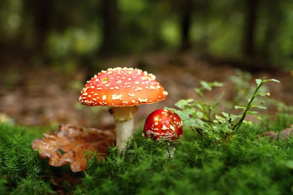 Fly agaric — Stock Photo, Image