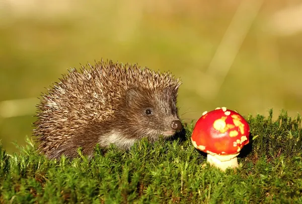 Kirpi ile sinek agaric