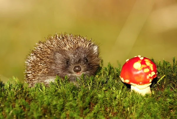 Hedgehog and toadstool — Stock Photo, Image